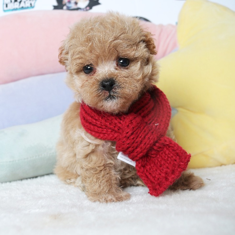 Tiny  Poodle Puppy (Female) For Sale