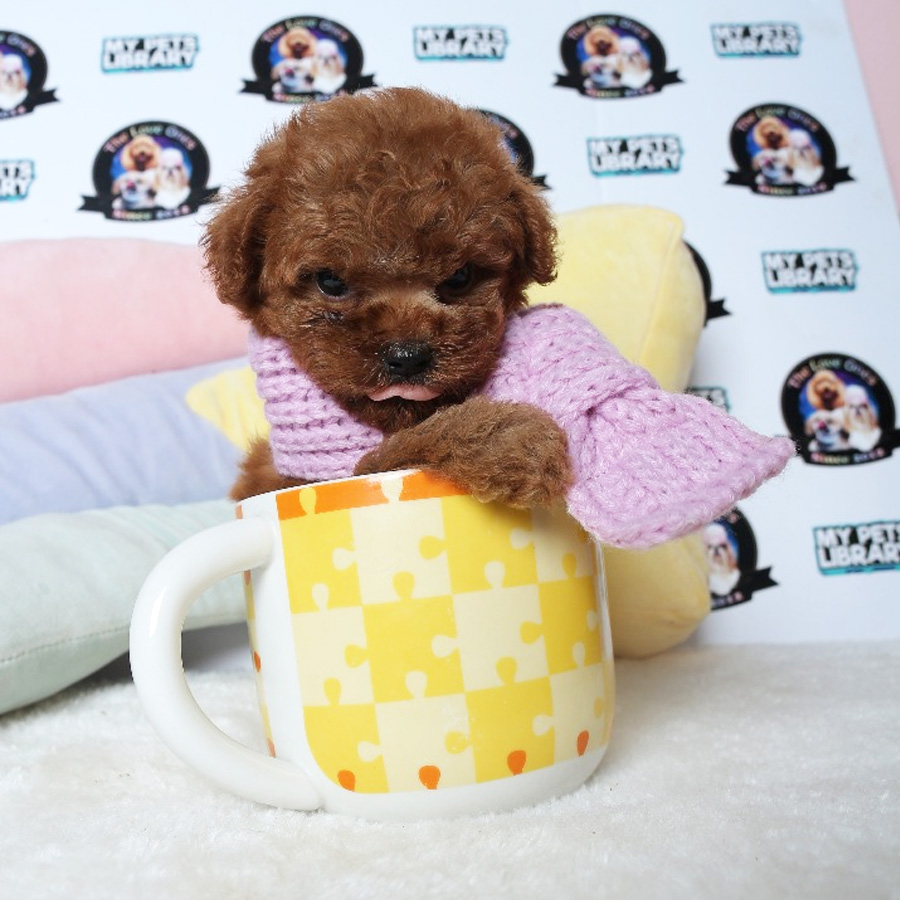 Tiny  Poodle Puppy (Female) For Sale