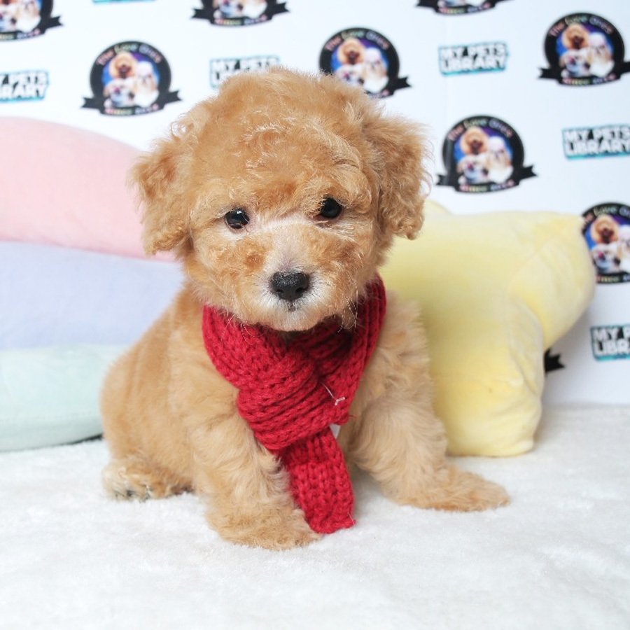 Tiny Toy Poodle Puppy ( Female ) For Sale