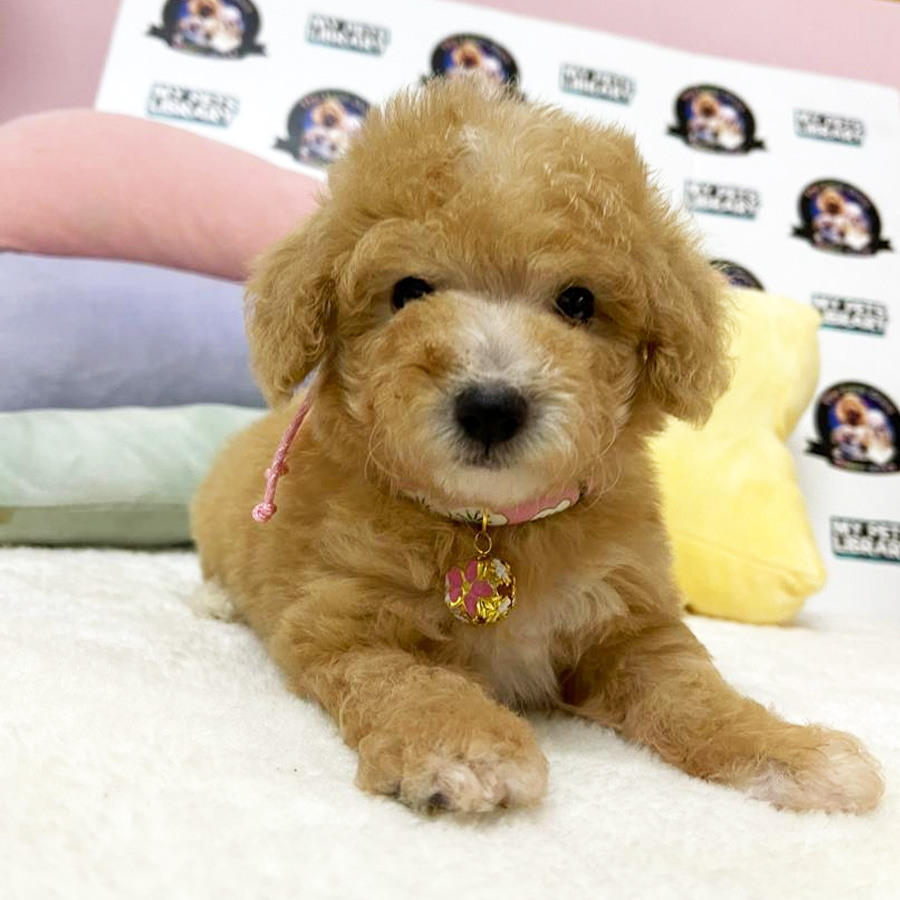 Tiny Toy Poodle Puppy ( Female ) For Sale