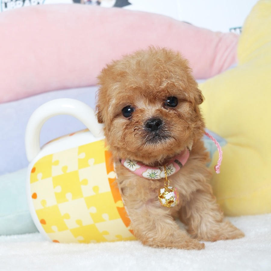 Tiny  Poodle Puppy (Female) For Sale