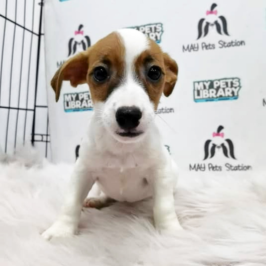 Jack Russell Puppy For Sale