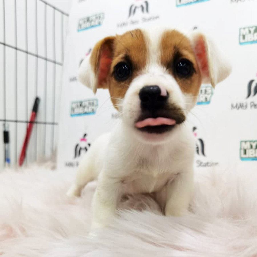 Jack Russell Puppy For Sale