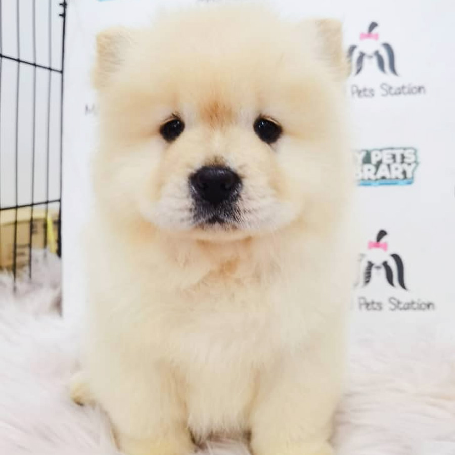 Chow Chow Puppy For Sale