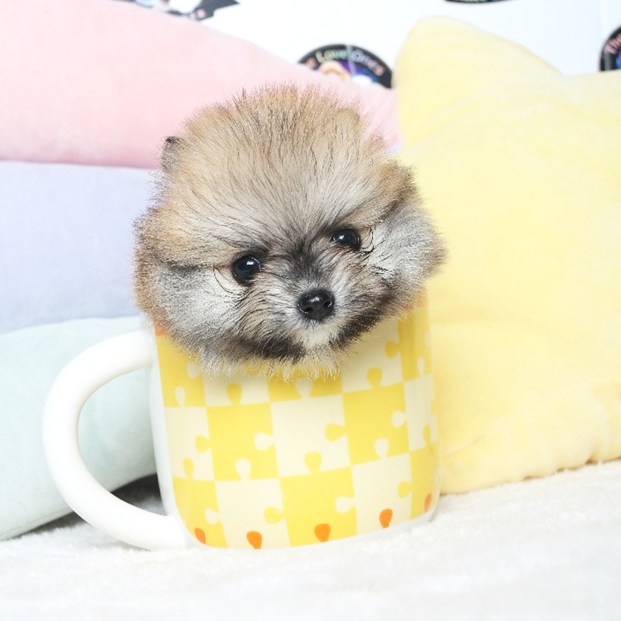 Tiny Pomeranian Puppy (Female) For Sale