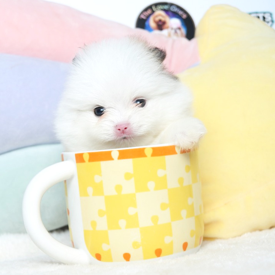 Tiny Pomeranian Puppy (Male) For Sale