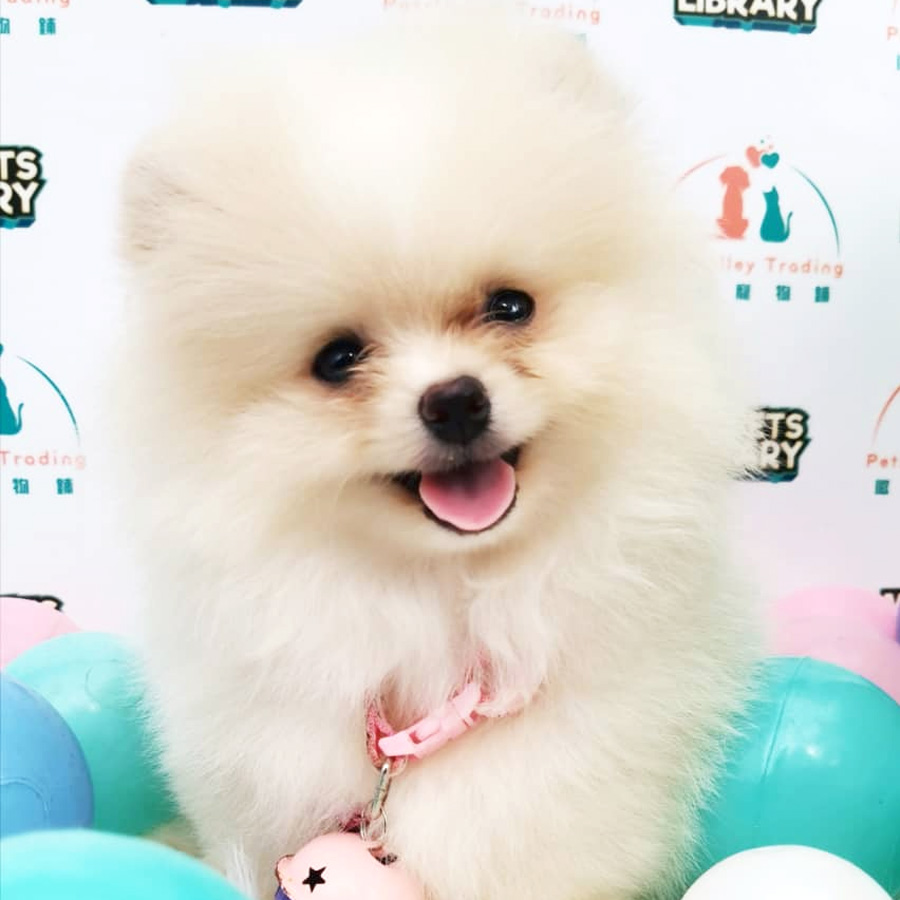Pomeranian Puppy (Male) For Sale