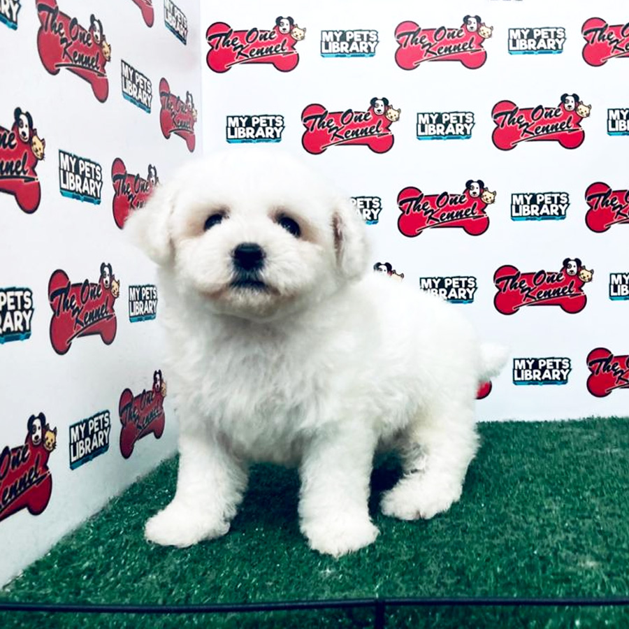 Bichon Frise Puppy For Sale (Male)