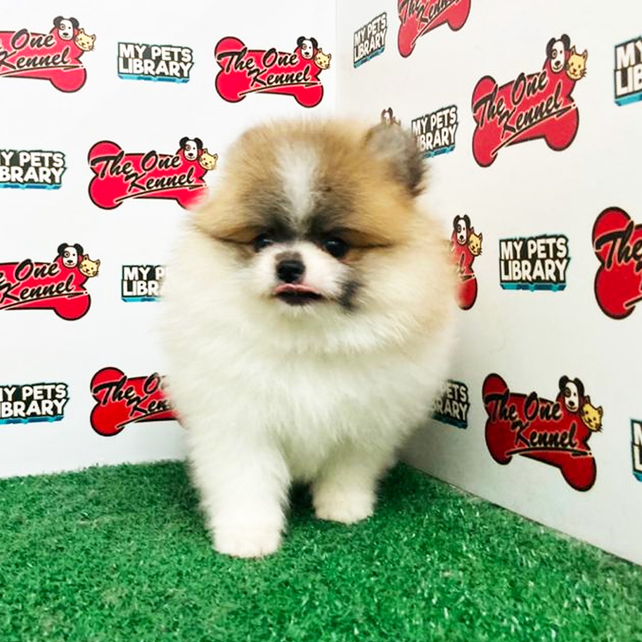 Parti Pomeranian Puppy For Sale