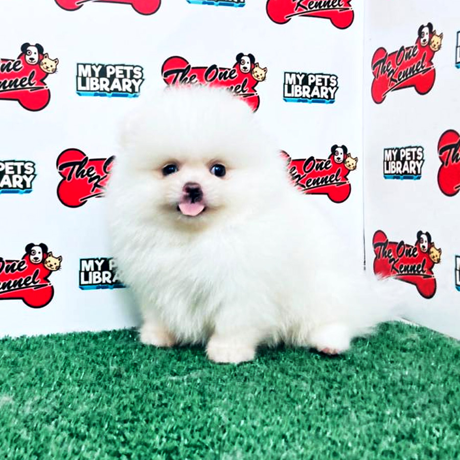 Pomeranian Puppy For Sale (Female)