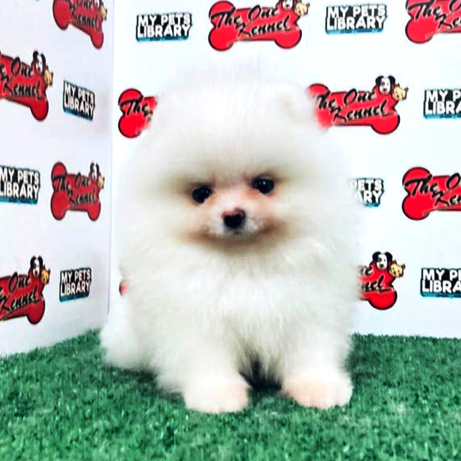 Super Tiny Pomeranian Puppy For Sale (Female)