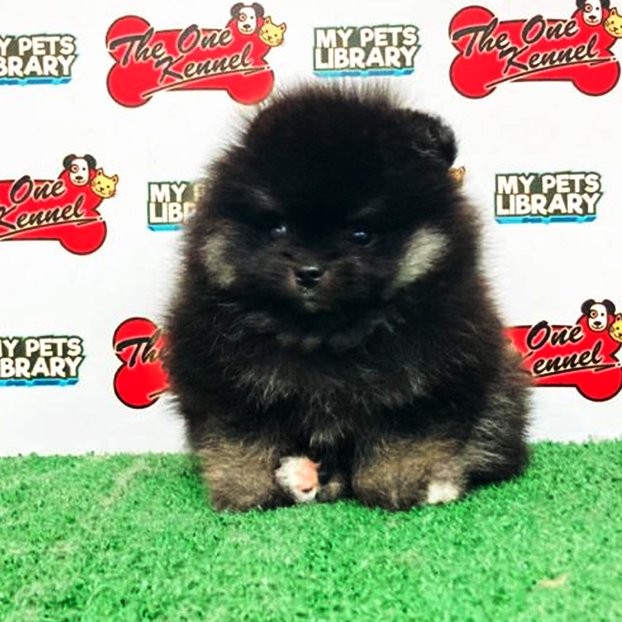 Black Tan Pomeranian Puppy For Sale
