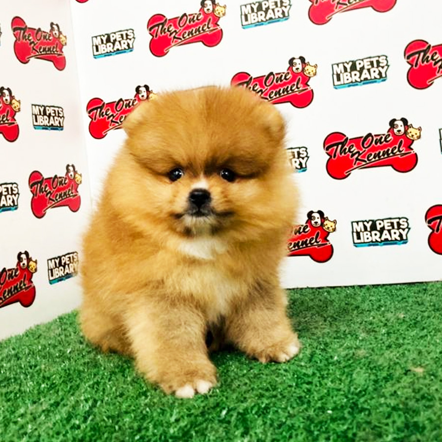 Orange Pomeranian Puppy For Sale (Male)