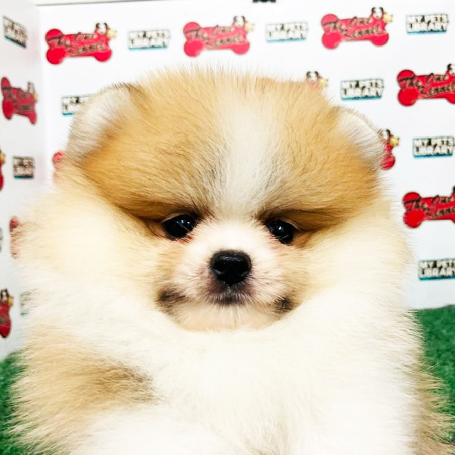 Parti Pomeranian Puppy For Sale