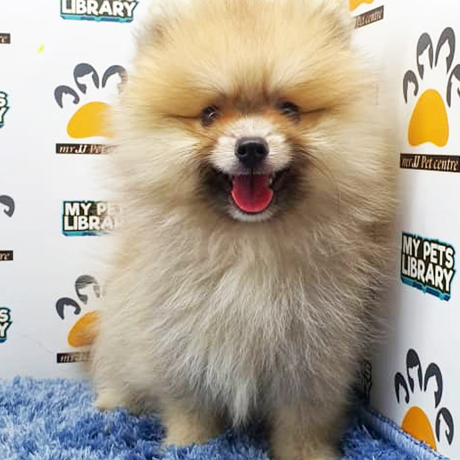 Pomeranian Puppy For Sale (Male)