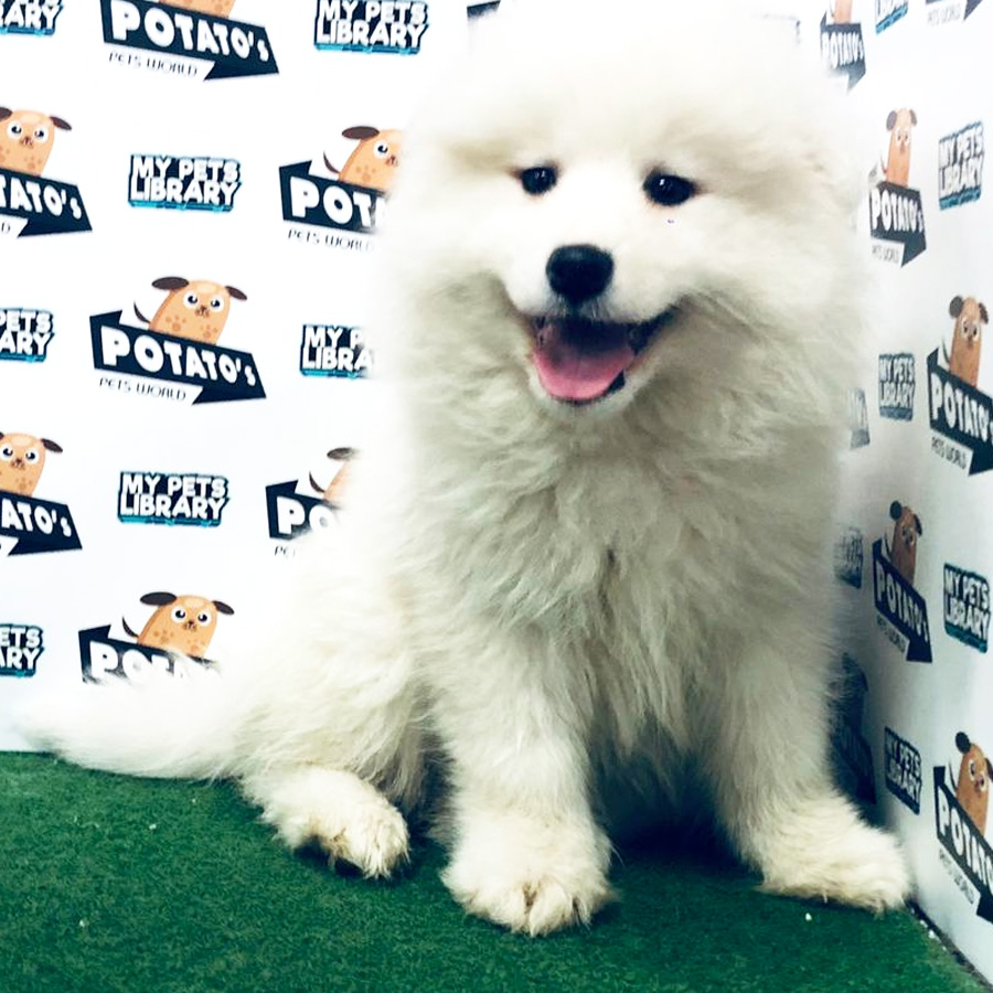 Samoyed Puppy For Sale