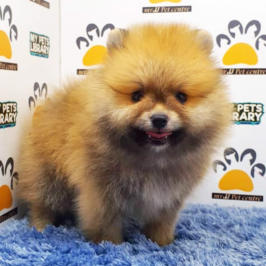 Pomeranian Puppy (Male) For Sale