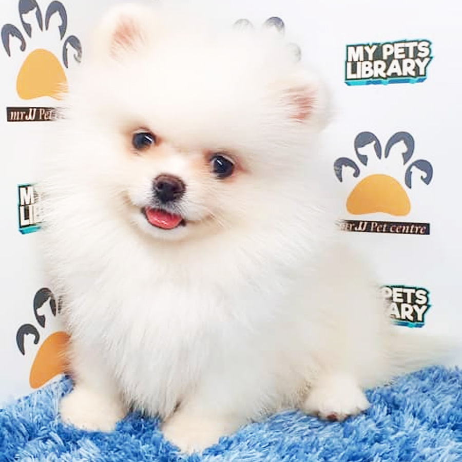 Pomeranian Puppy (Male) For Sale