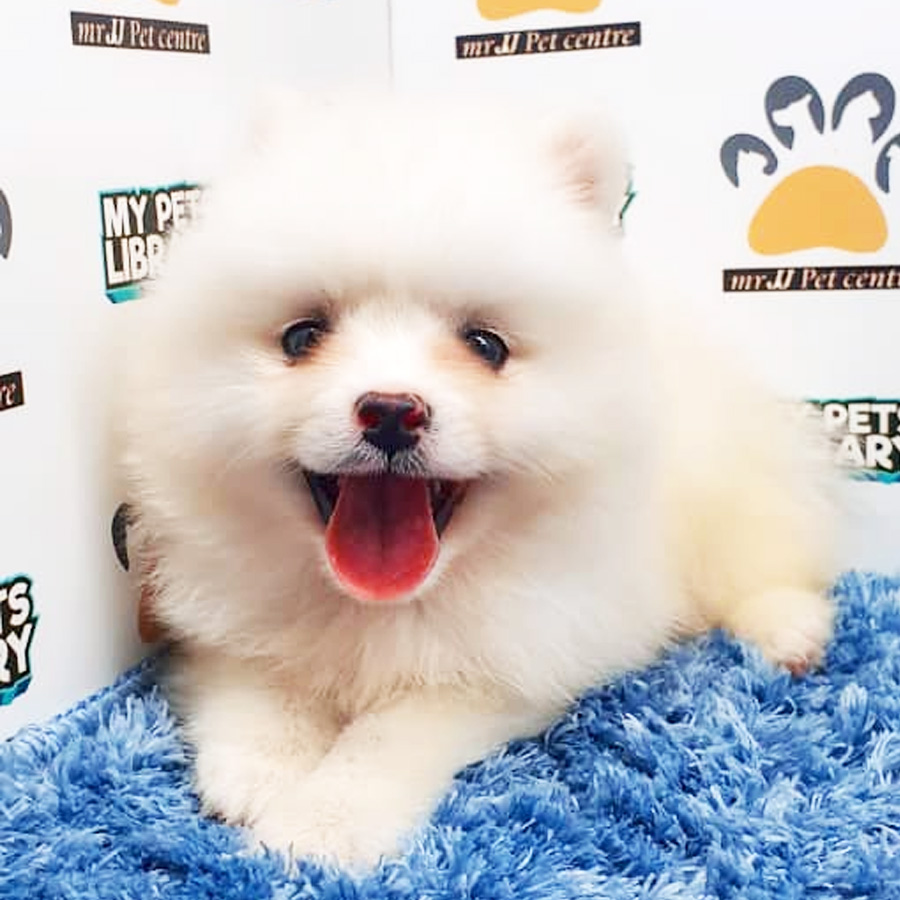 Pomeranian Puppy (Male) For Sale