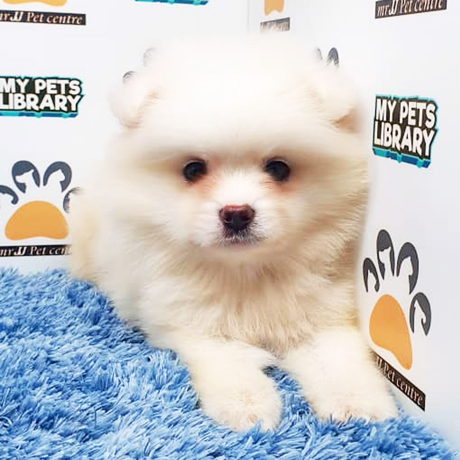 Pomeranian Puppy (Male) For Sale