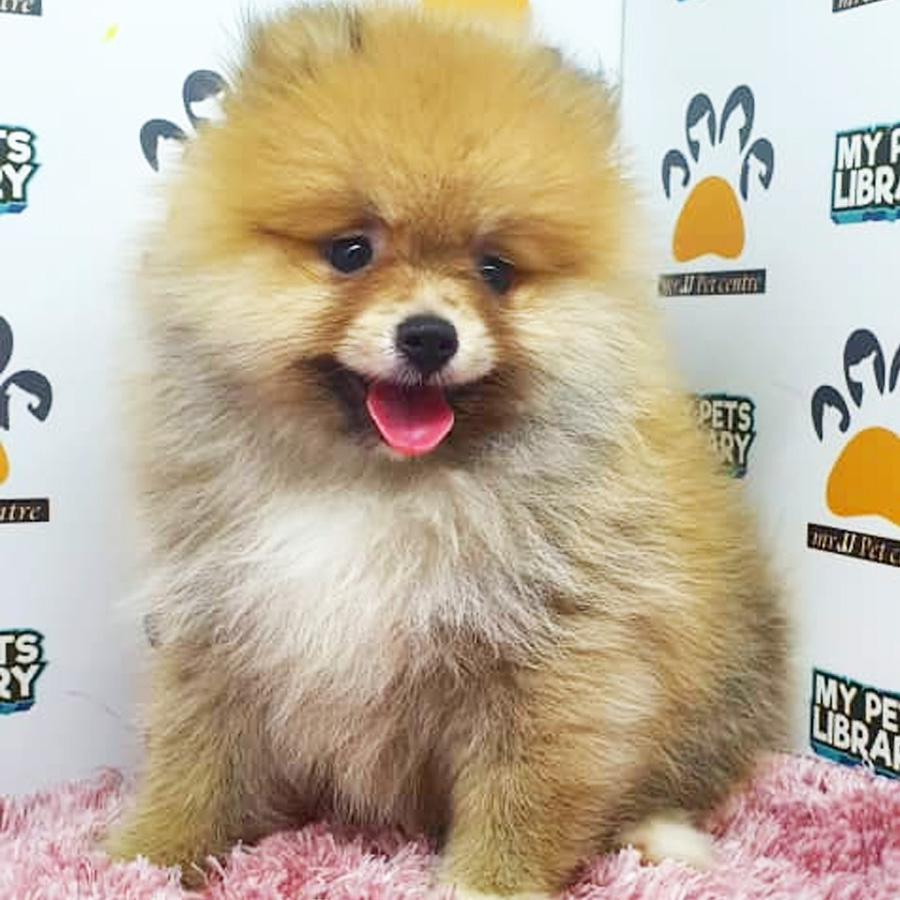 Pomeranian Puppy (Female) For Sale