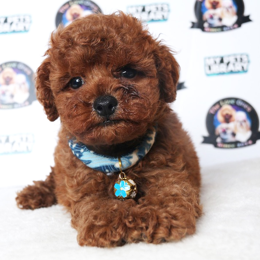 Toy Poodle Puppy (Male) For Sale