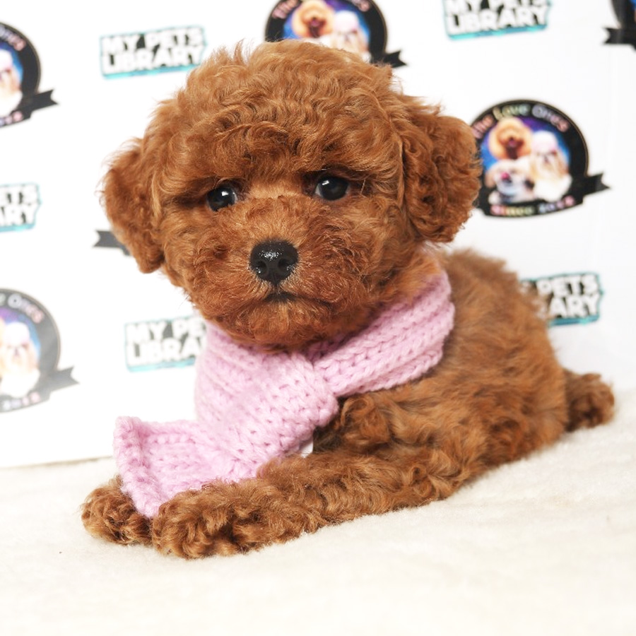 Toy Poodle Puppy (Female) For Sale
