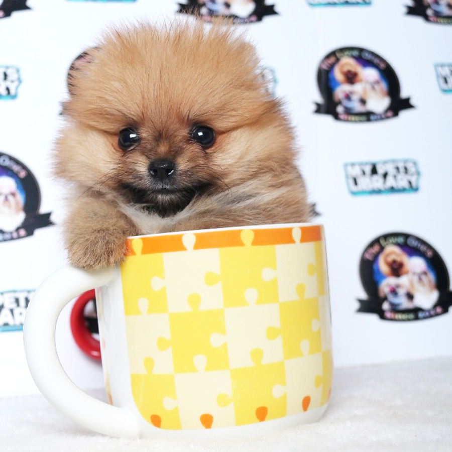 Teacup Pomeranian Puppy For Sale