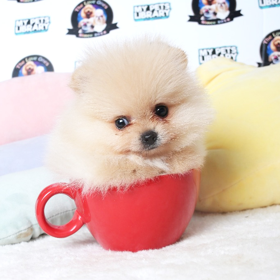 Teacup Pomeranian Puppy For Sale