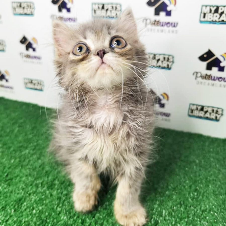 Persian Kitten  For Sale