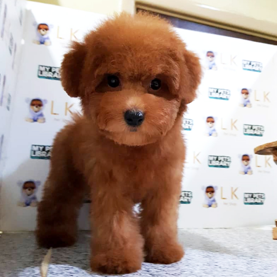 Toy Poodle Puppy (Female) For Sale