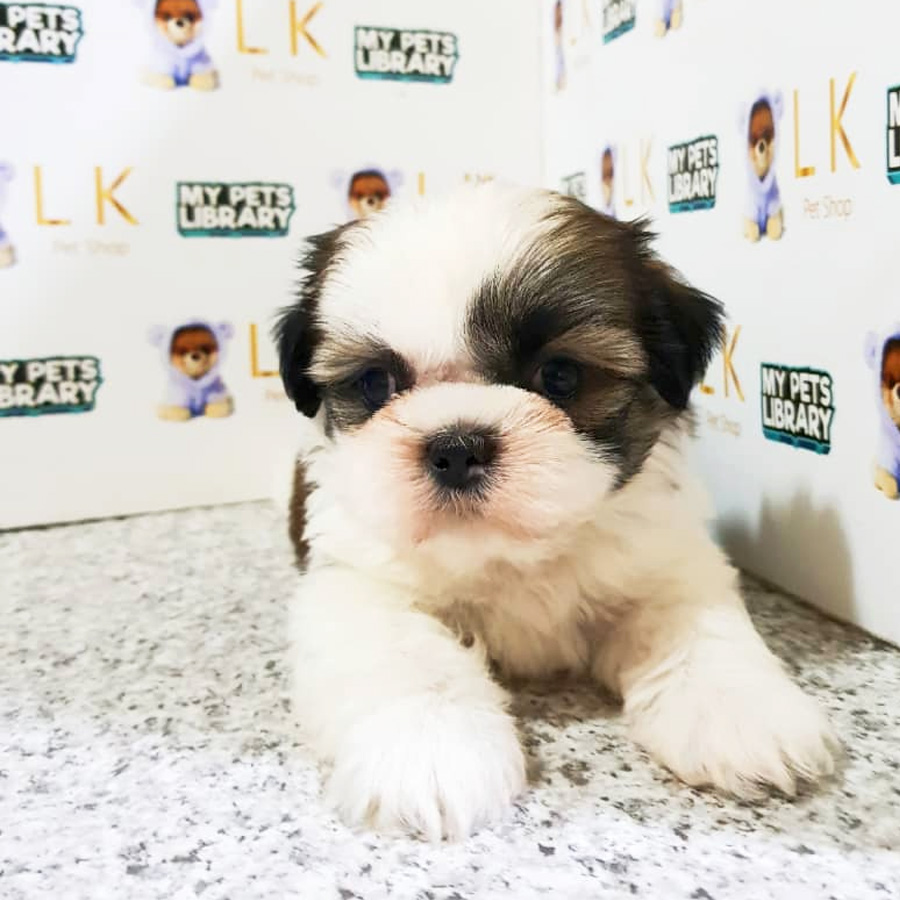 Shih Tzu Puppy (Male) For Sale