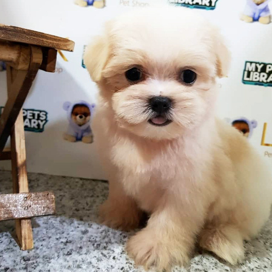 Shih Tzu Puppy (Male) For Sale