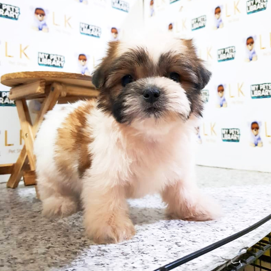 Shih Tzu Puppy (Male) For Sale