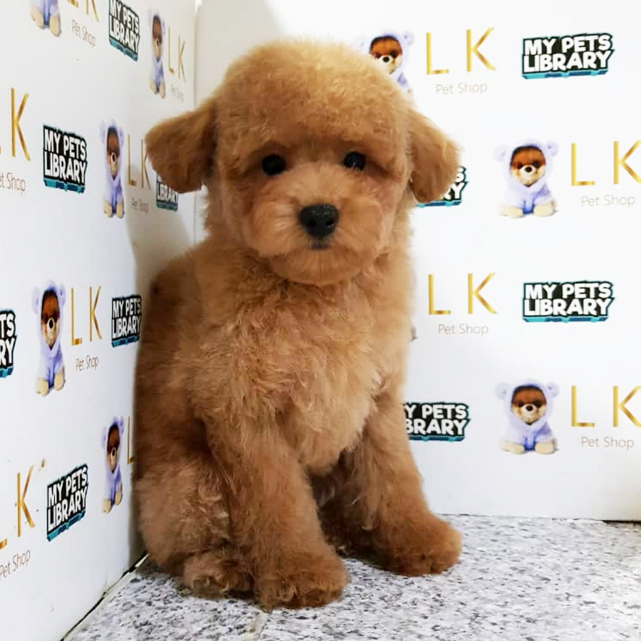 Toy Poodle Puppy (Female) For Sale