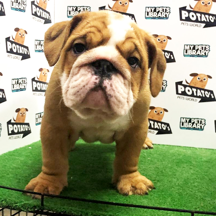 English Bulldog Puppy For Sale