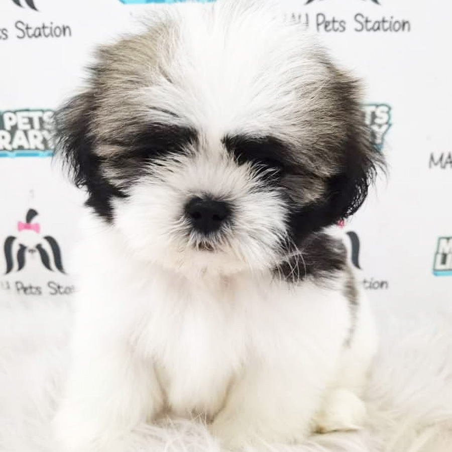 Shih Tzu Puppy (Male) For Sale