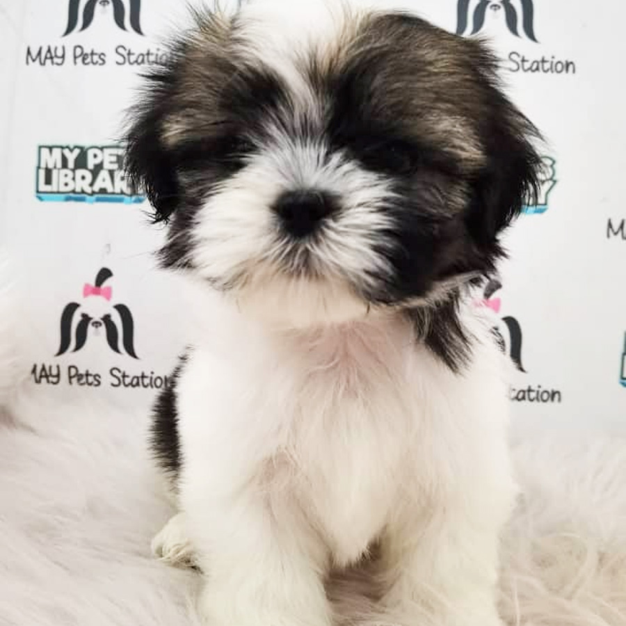 Shih Tzu Puppy (Female) For Sale