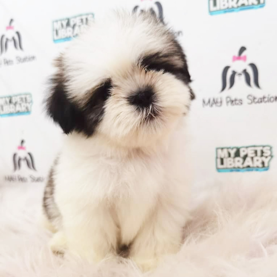 Shih Tzu Puppy (Female) For Sale