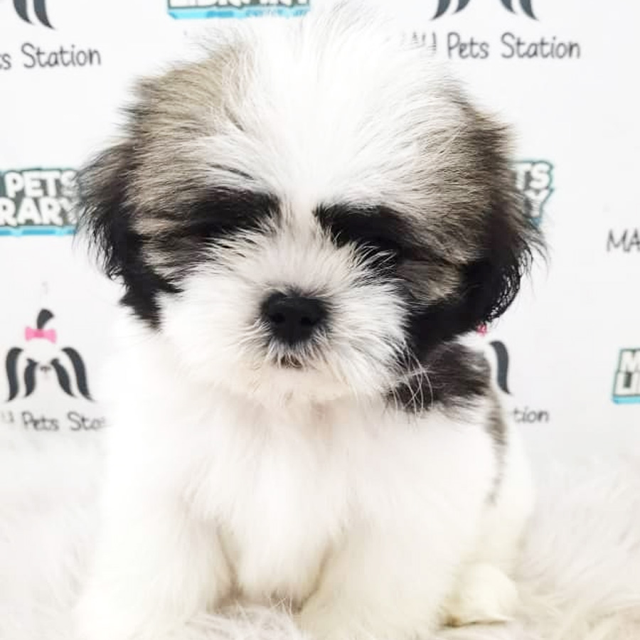 Shih Tzu Puppy (Male) For Sale