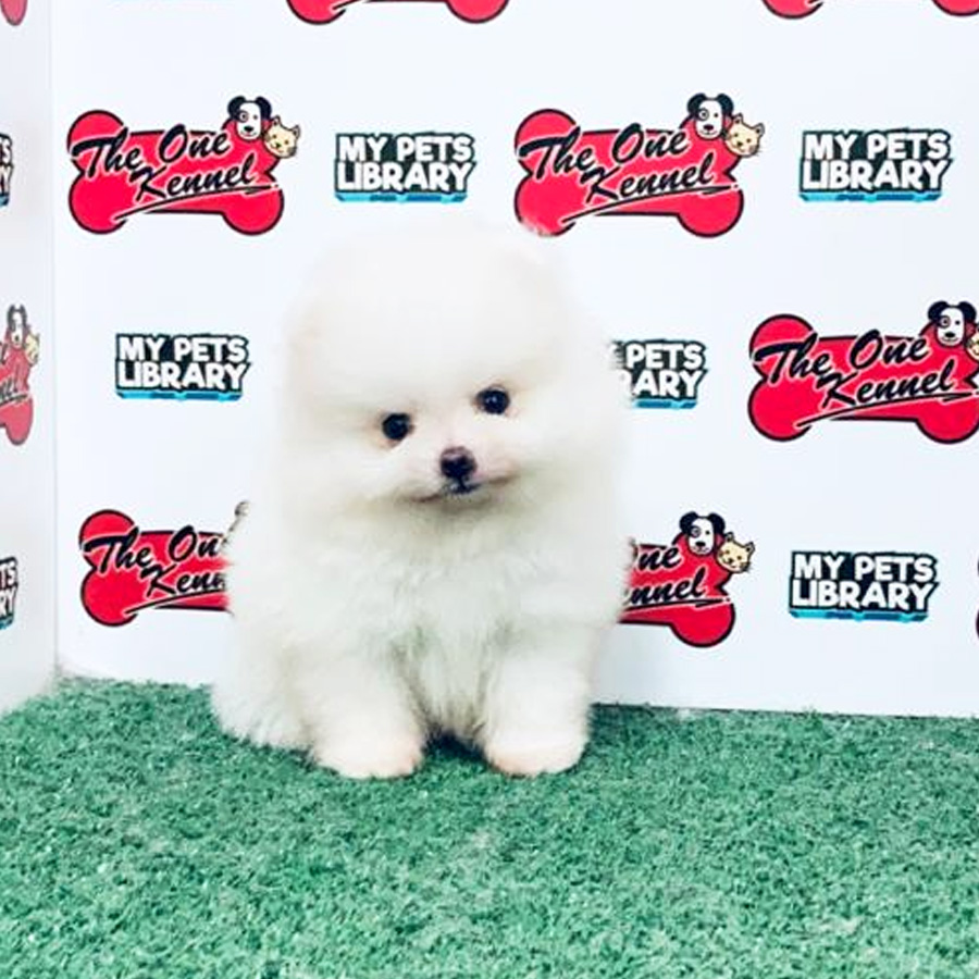 Pomeranian Puppy (Male) For Sale