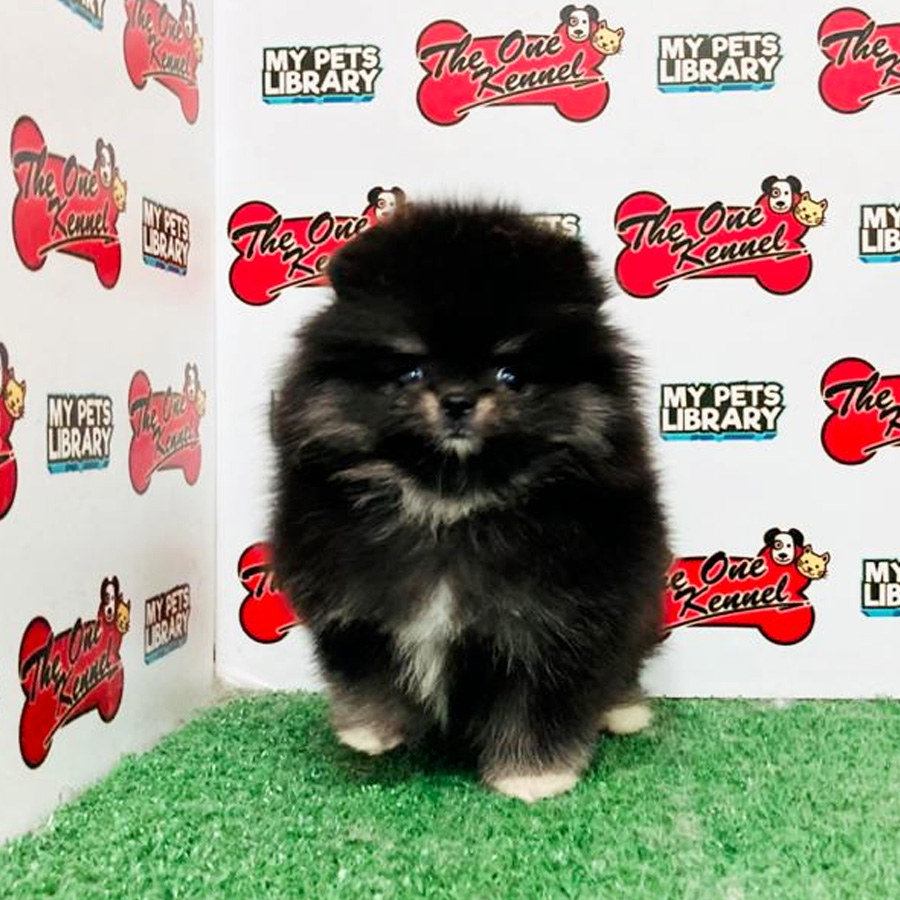 Pomeranian Puppy (Female) For Sale