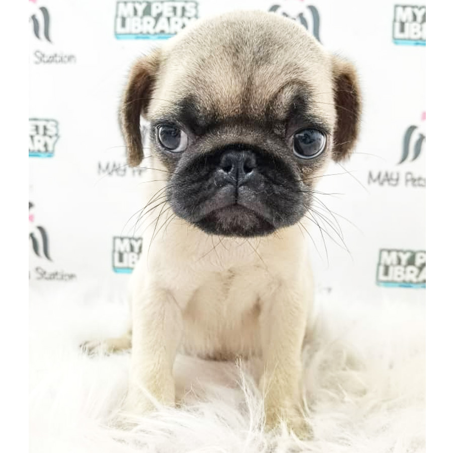 Pug Puppy (Female) For Sale