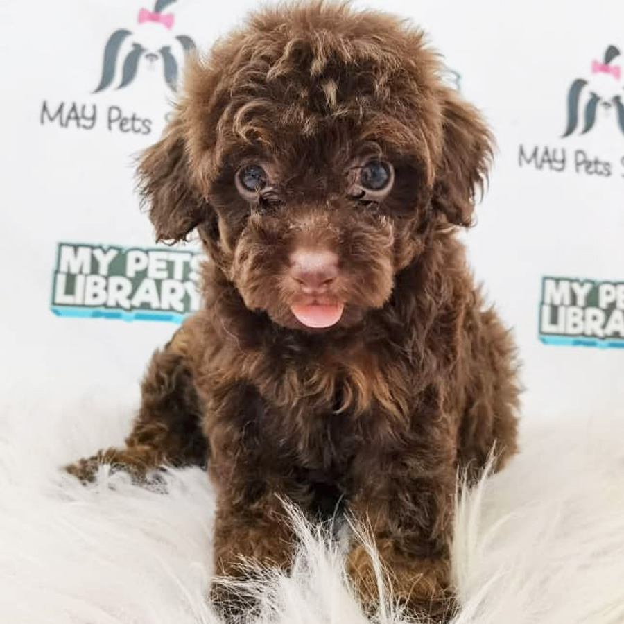 Toy Poodle Puppy (Female) For Sale