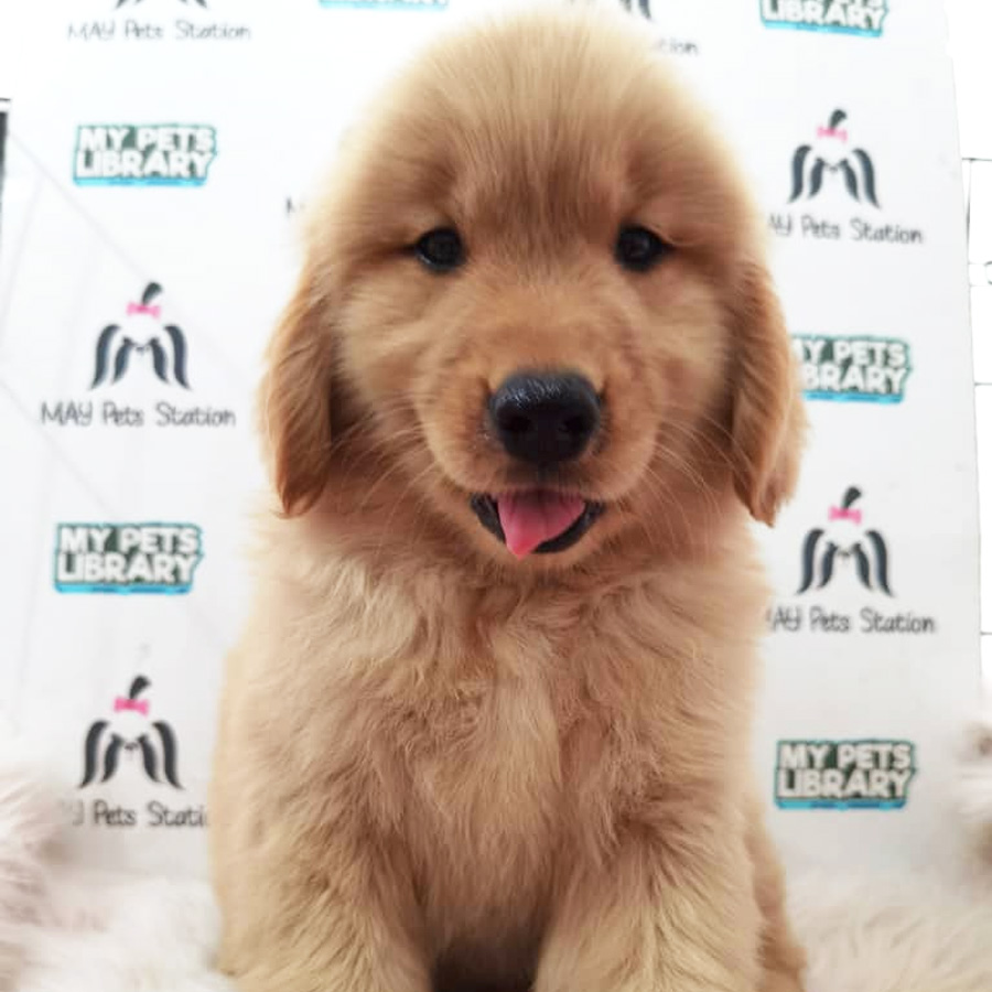 Golden Retriever Puppy (Male) For Sale