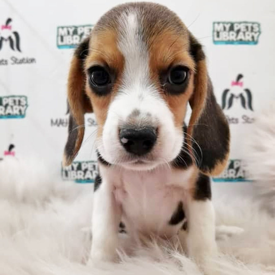 Beagle Puppy (Female) For Sale