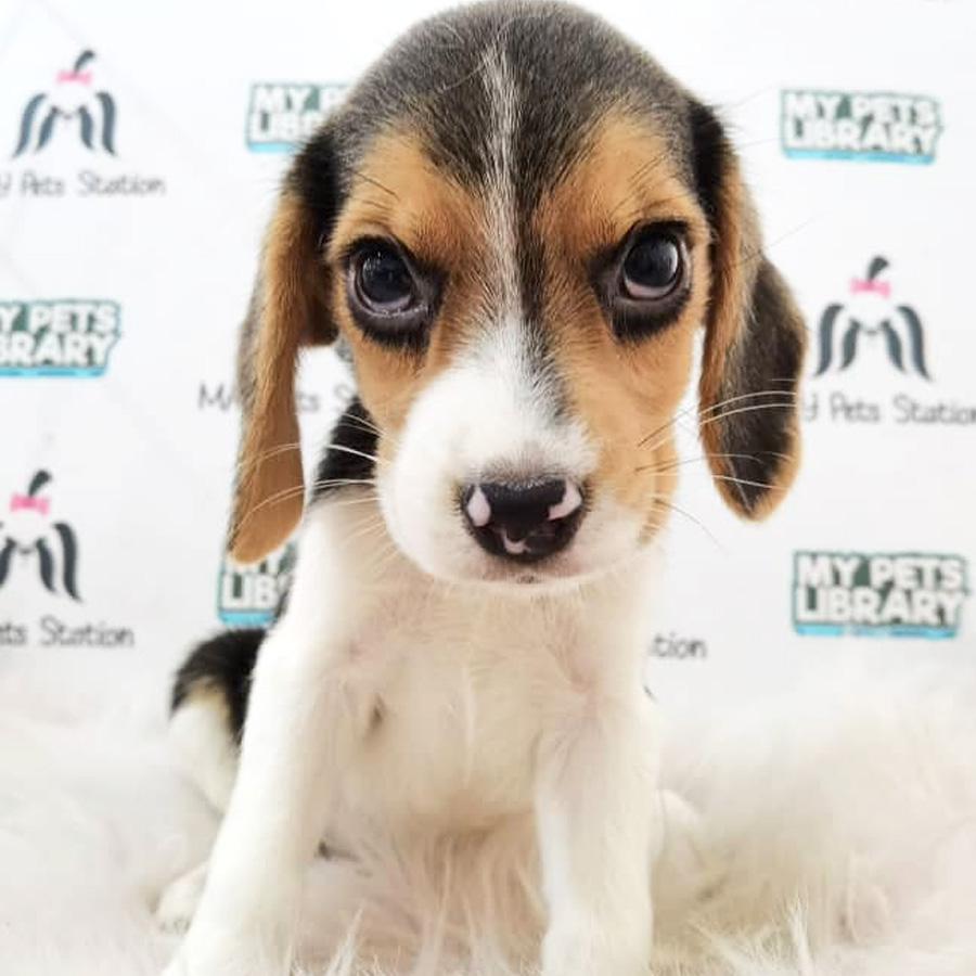 Beagle Puppy (Female) For Sale