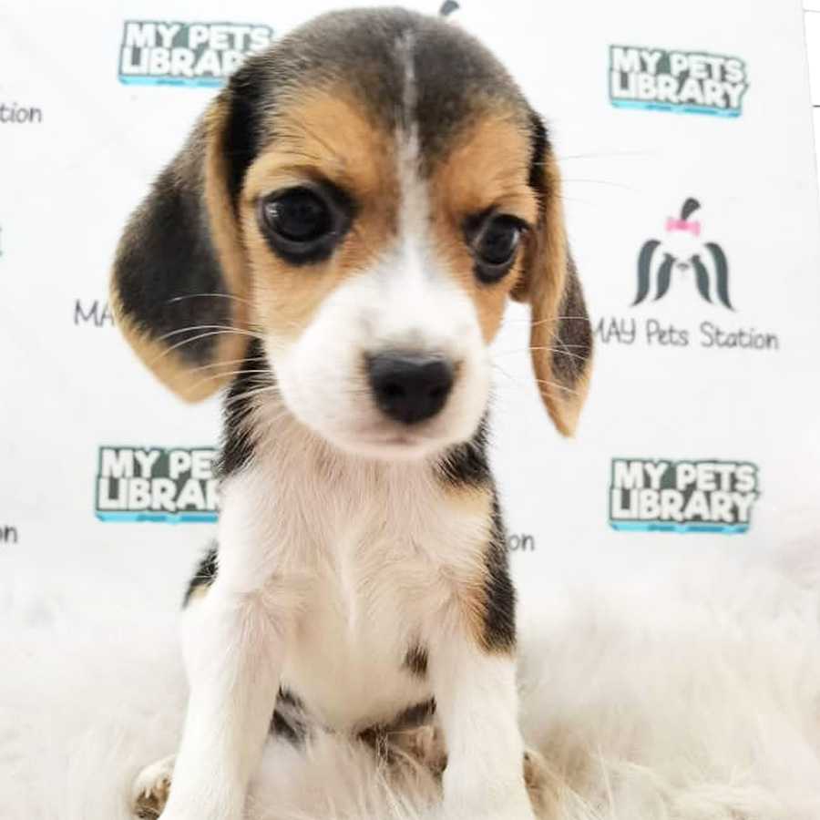 Beagle Puppy (Female) For Sale