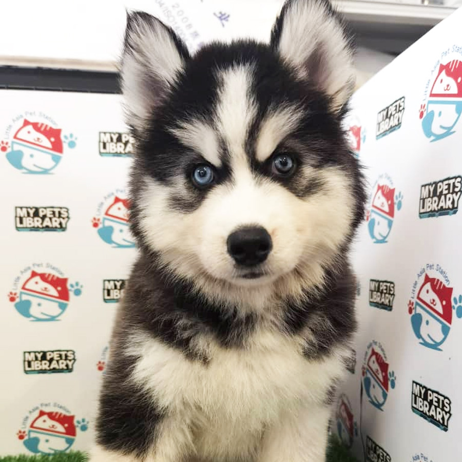Wooly Husky Puppy For Sale