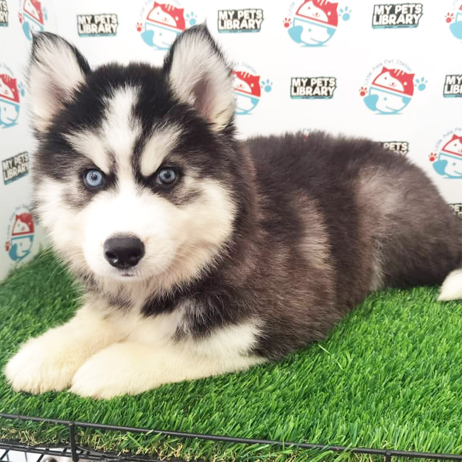 Wooly Husky Puppy For Sale